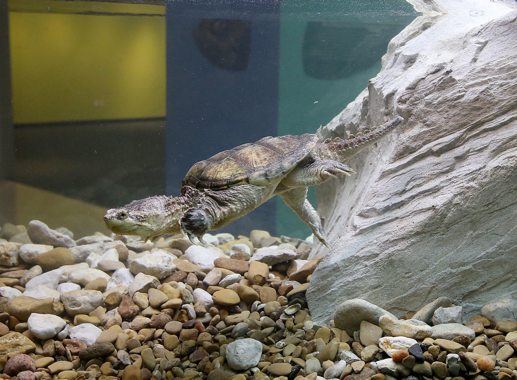 backyard ecology - snapping turtle